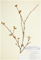 藏品(三裂葉漆)的圖片